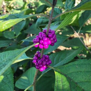 Callicarpa americana American Beautyberry