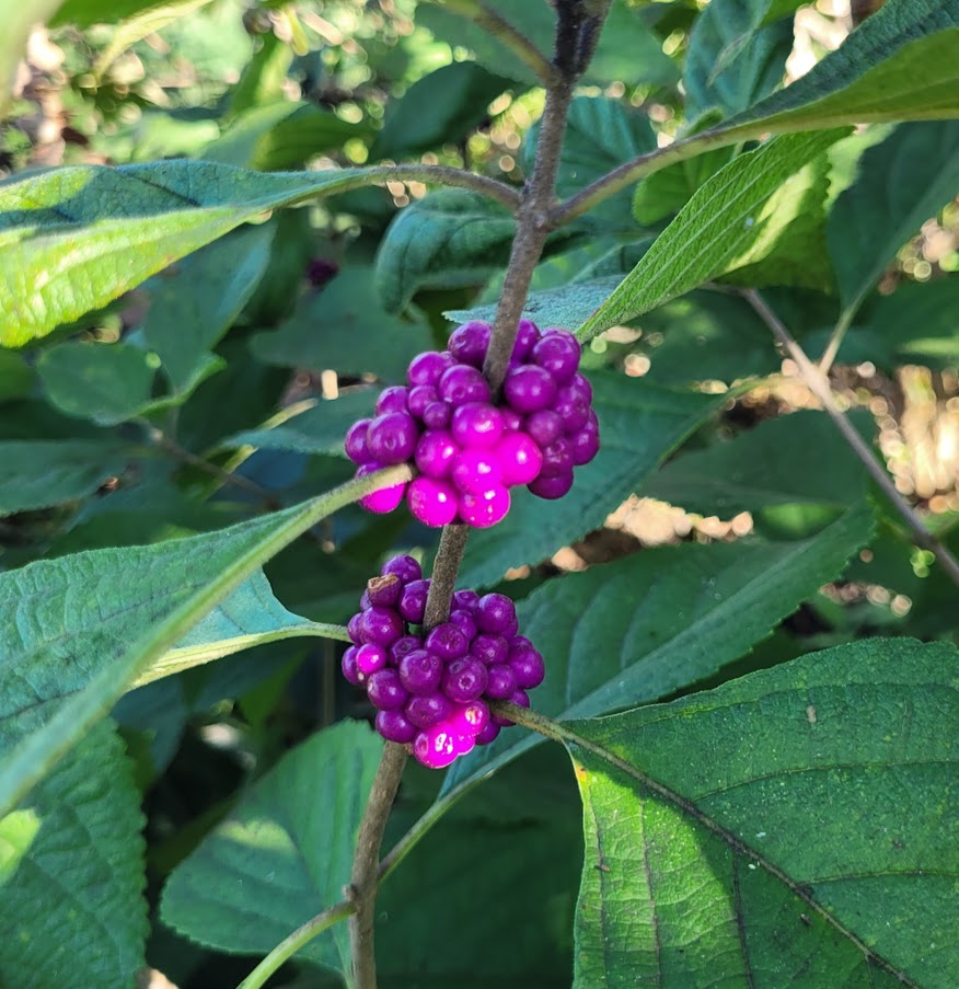 Callicarpa americana American Beautyberry