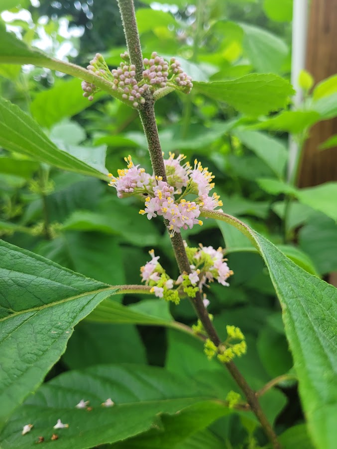 Callicarpa americana American Beautyberry