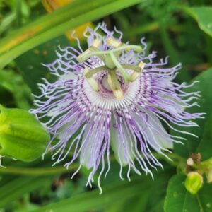 Passion Vine Passiflora incarnata