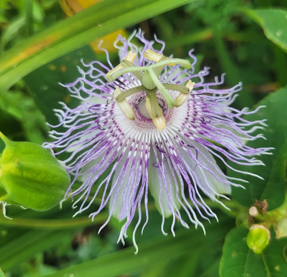 Passion Vine Passiflora incarnata