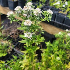 Pycnanthemum torreyi torry's mountain mint