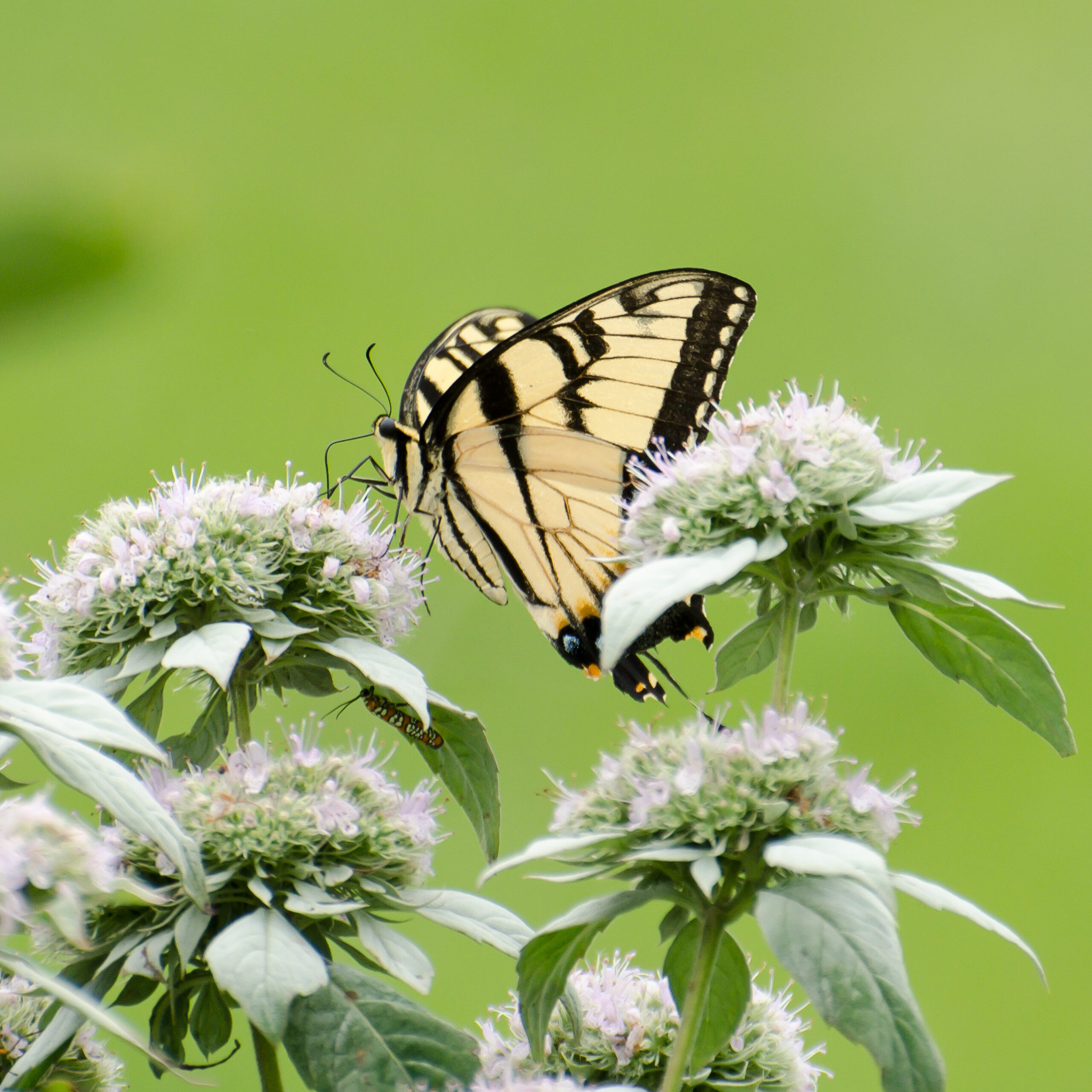 Swallowtail butterfly on mountain mint