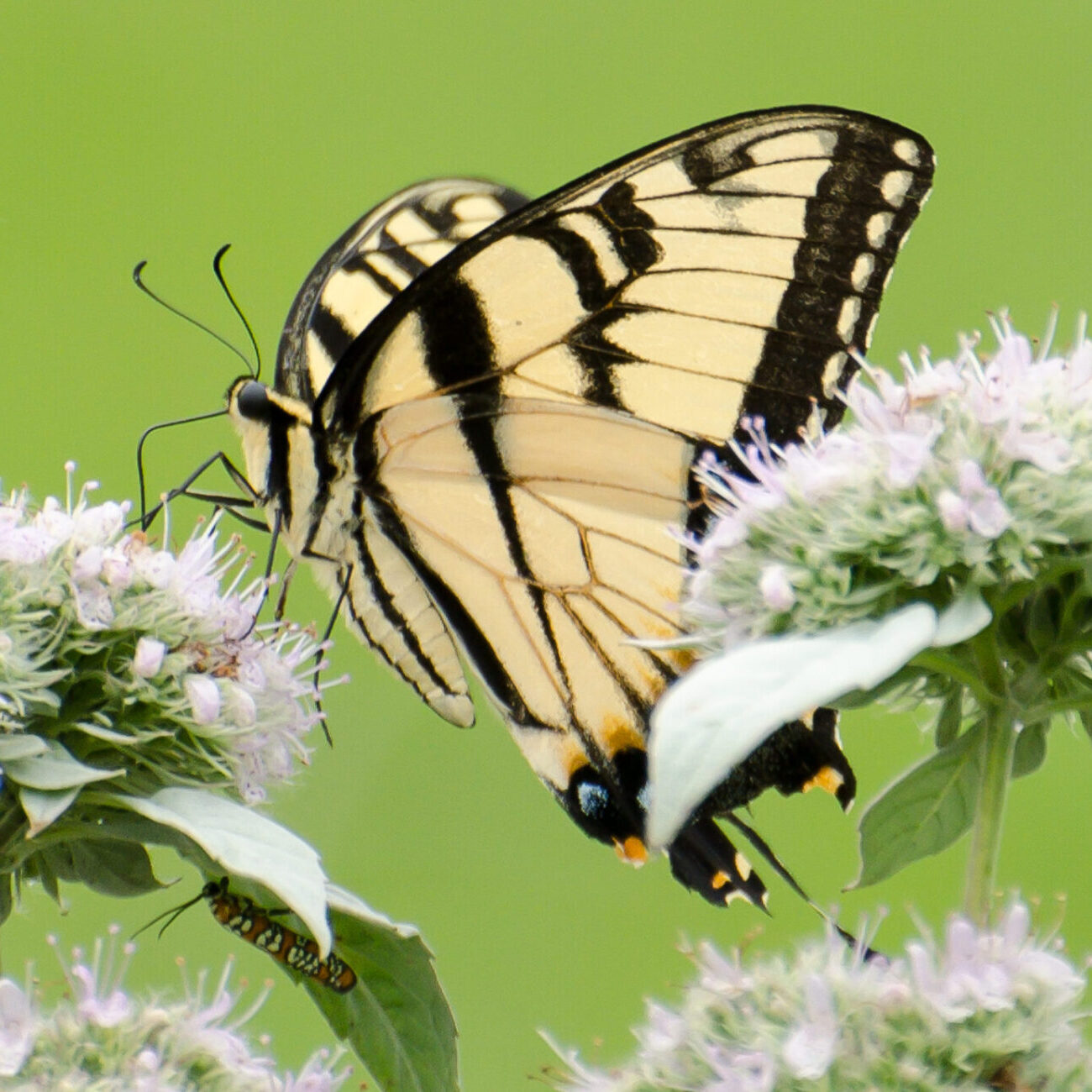 cropped-Swallowtail-on-Mountain-mint-scaled-1.jpg